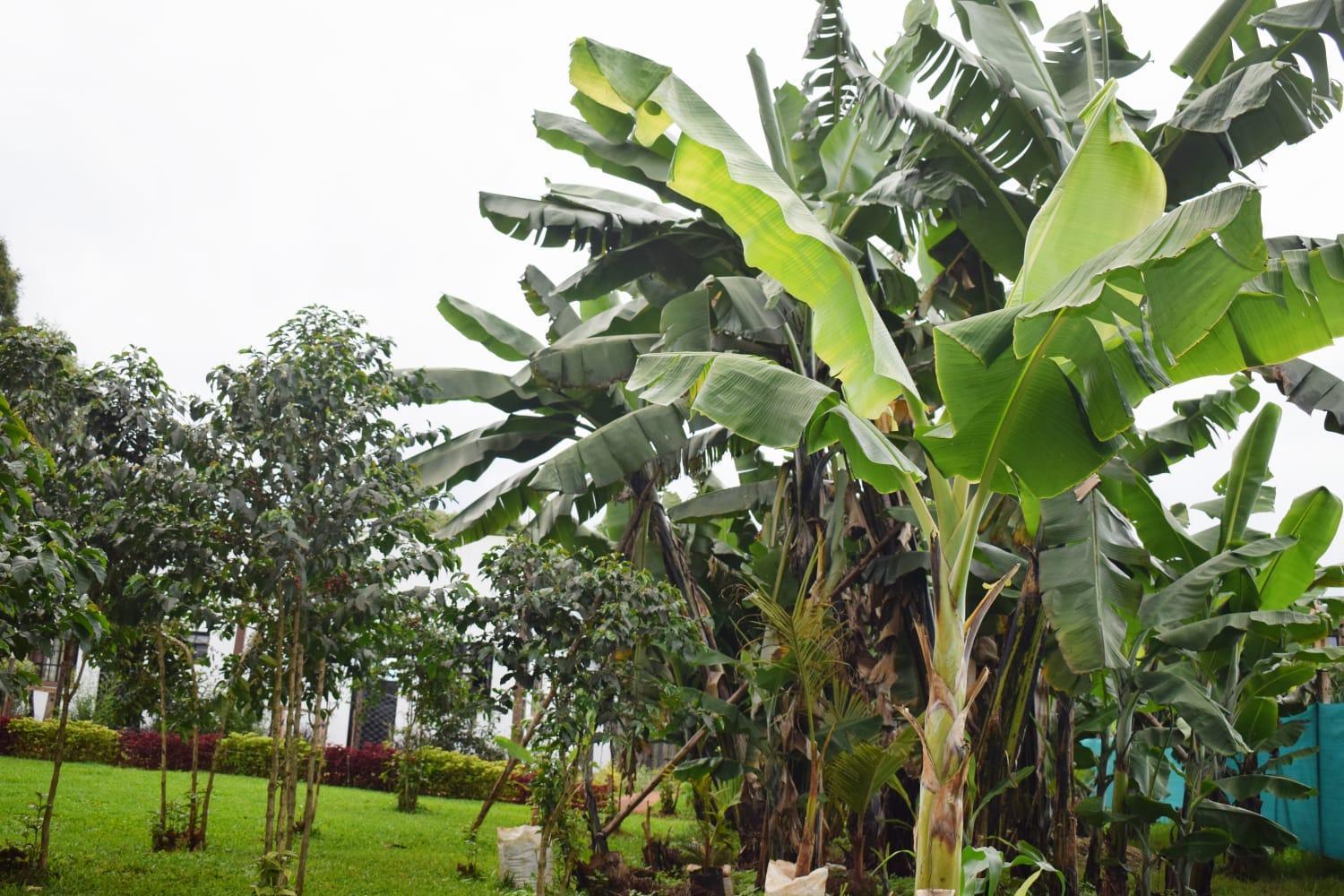 The Plantains Place Karatina エクステリア 写真